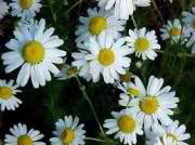 ΧΑΜΟΜΗΛΙ 50gr