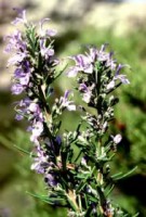 ΔΕΝΤΡΟΛΙΒΑΝΟ  50gr